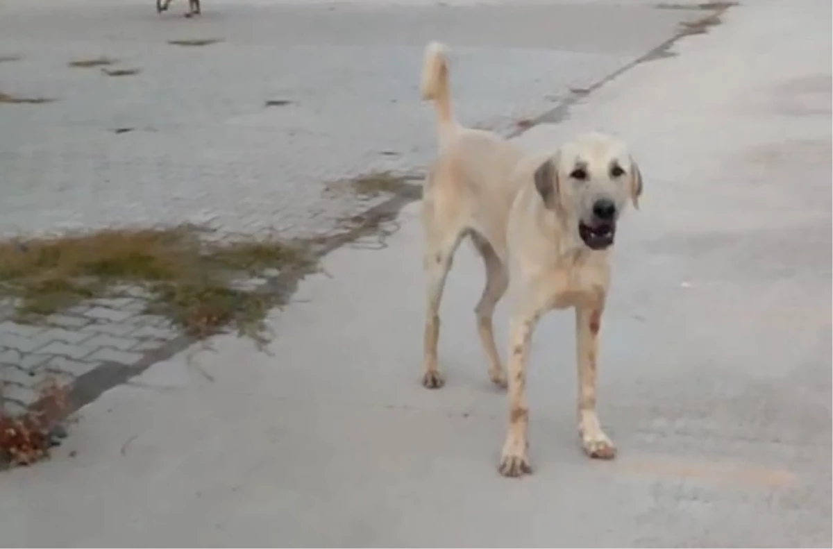 Başıboş köpekler parkta yürüyüş yapan çocuğu bacağından ısırdı