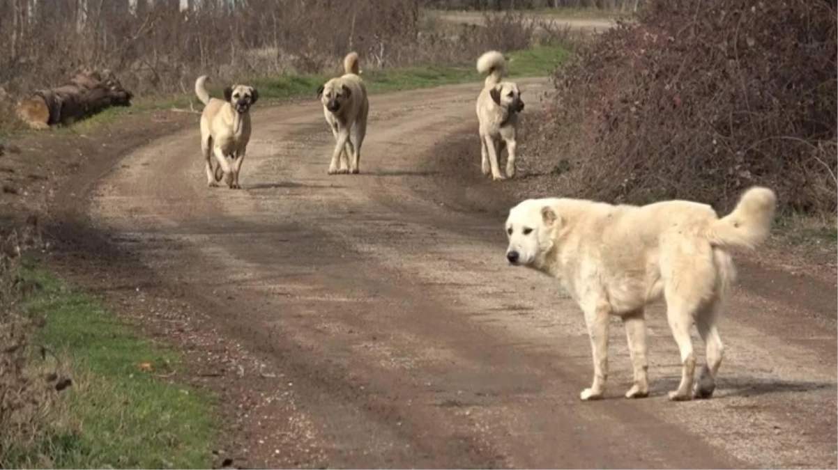 Başıboş köpeklere yönelik düzenlemede "ötanazi" kelimesi kanun tasarı metninden çıkarıldı