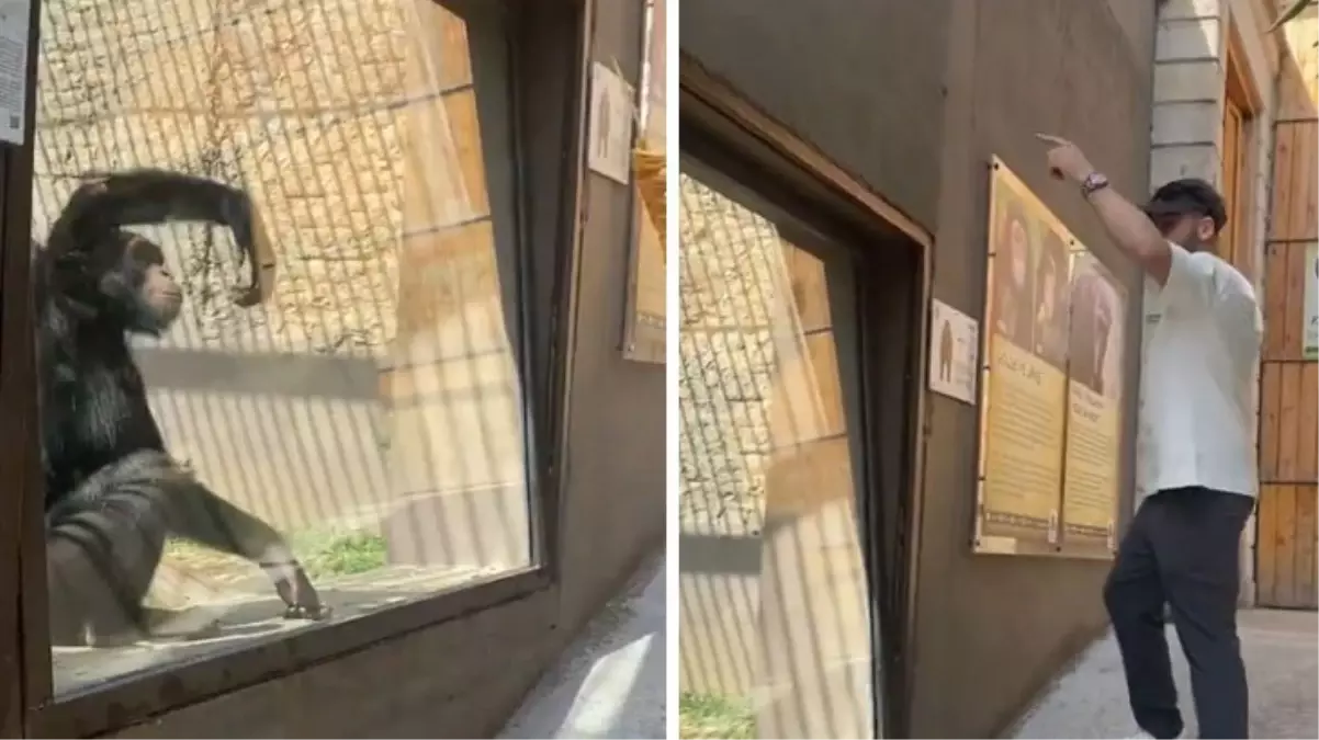 Videosu olmasa kimse inanmaz! Darıca Hayvanat Bahçesi’nde hayrete düşüren görüntü
