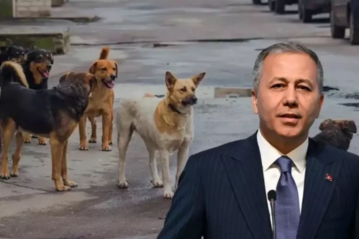 Bakan Yerlikaya’dan sokak köpekleri açıklaması: Müfettişler 2 ayda bir belediyeleri denetleyecek